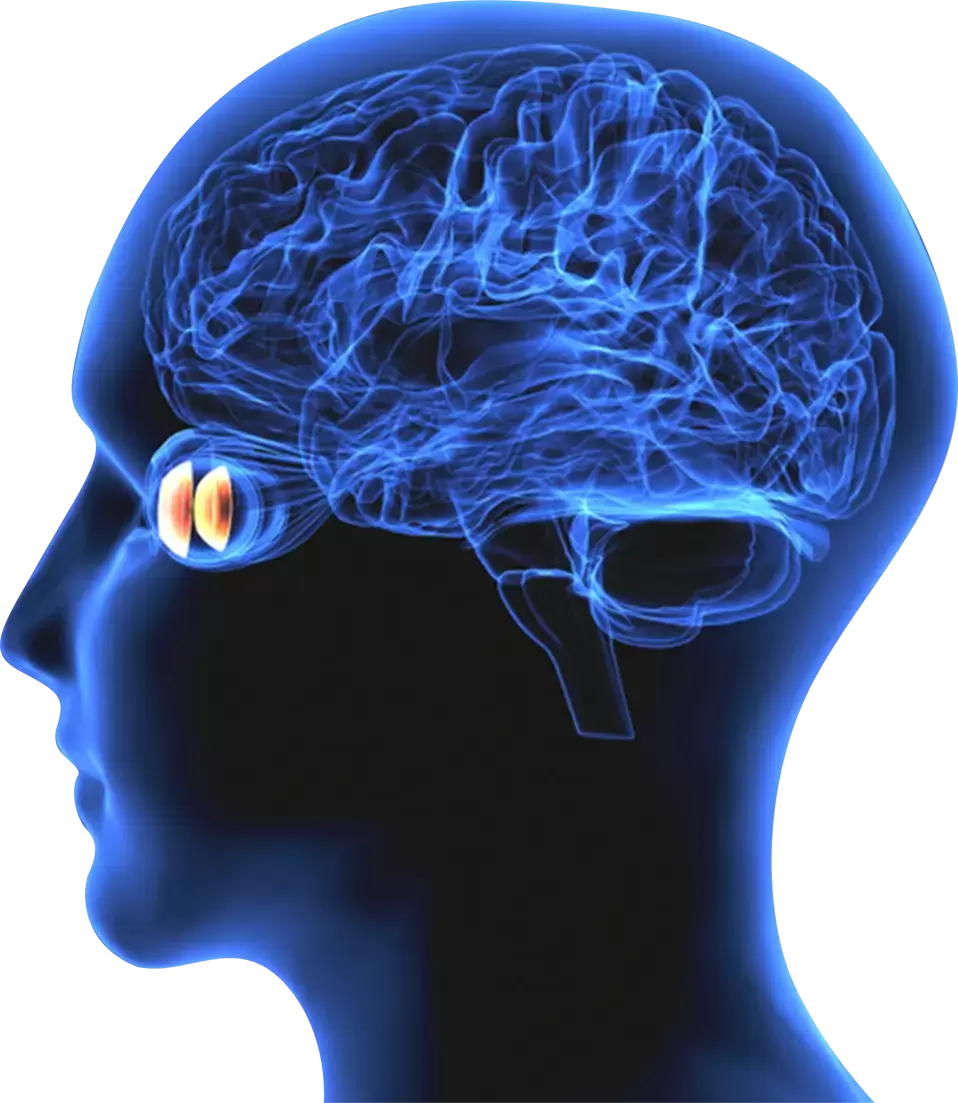 Neuro Ophthalmology